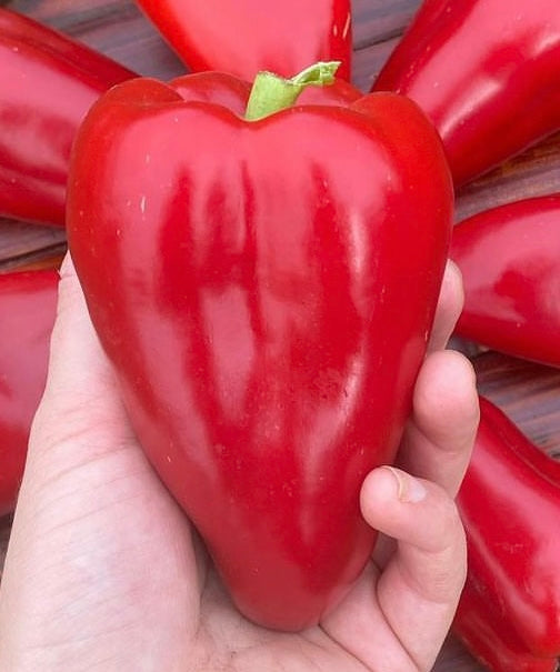 hand holding brigh red apple sweet pepper with several more in background