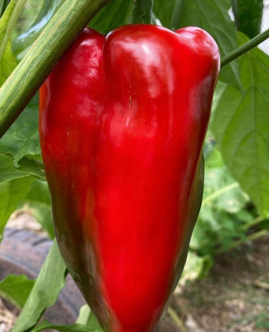 brilliant red apple sweet pepper with green leaves and stem produced from seeds