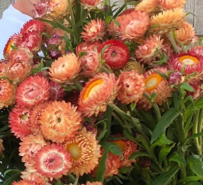 photo of apricot peach strawflowers in light pink orange and yellow with green leaves