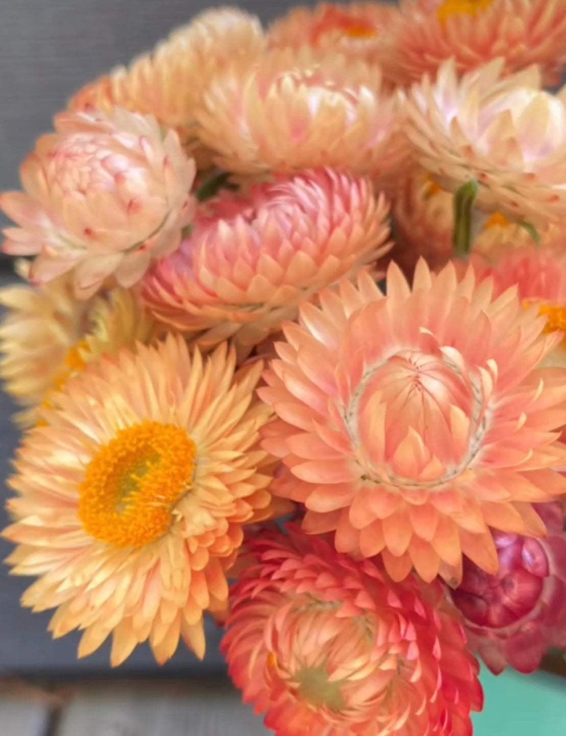 photo of apricot peach strawflowers in light pink orange and yellow