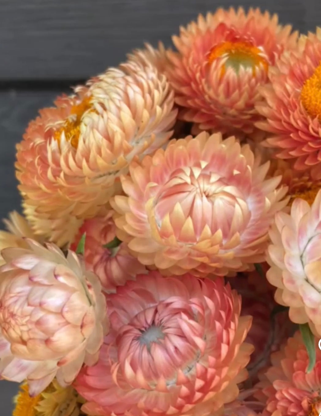 photo of apricot peach strawflowers in light pink orange and yellow