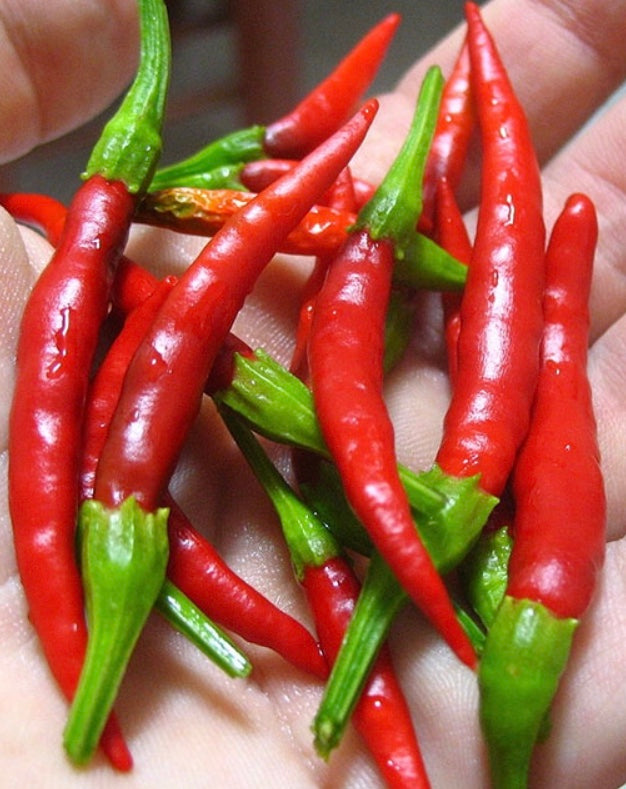 a hand holding red arbol chili peppers with green tops