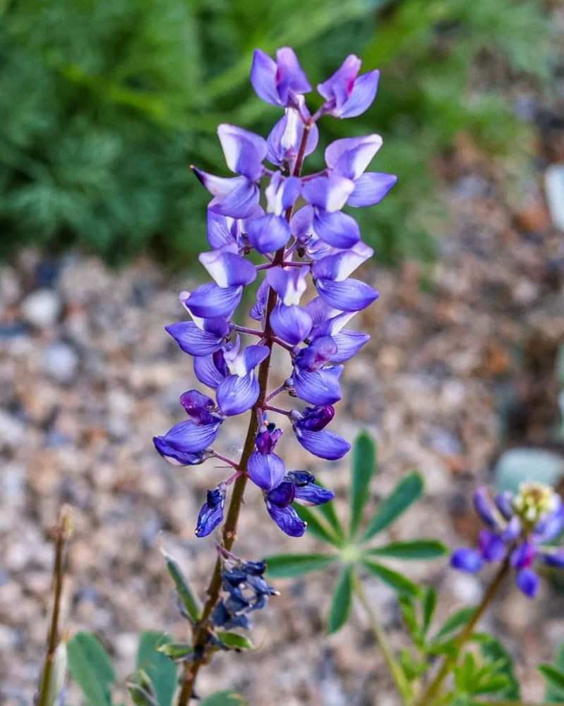 purple and white spire shaped flower with green leaves from arroyo lupine seeds