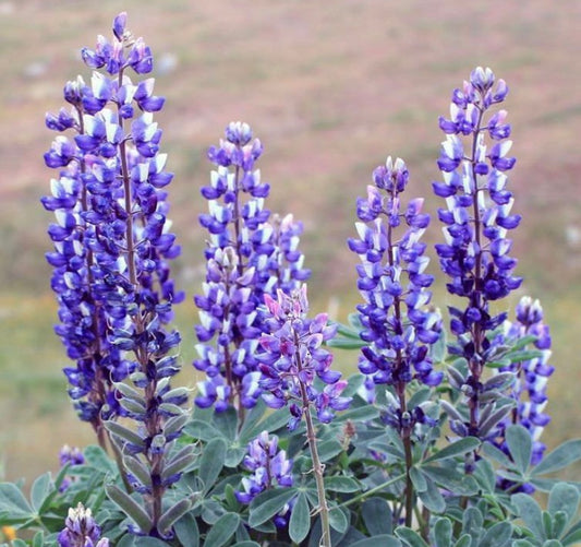 purple and white spire type flowers with green leaves from arroyo lupine seeds