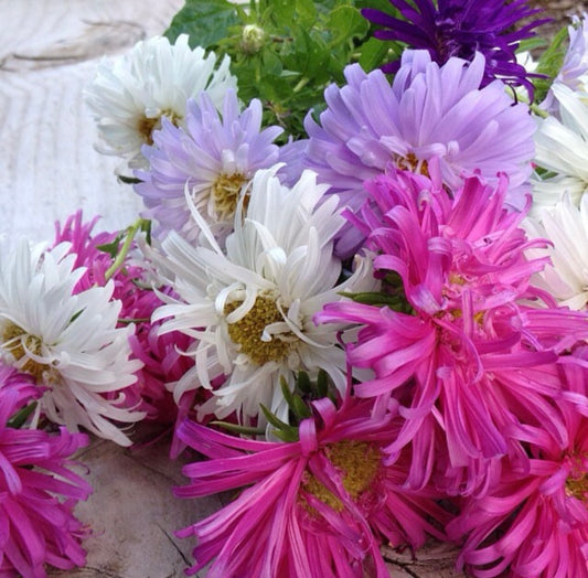 Ostrich Feather China Aster | Heirloom Flower Seeds