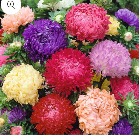 Aster Peony Duchess Mix Seeds