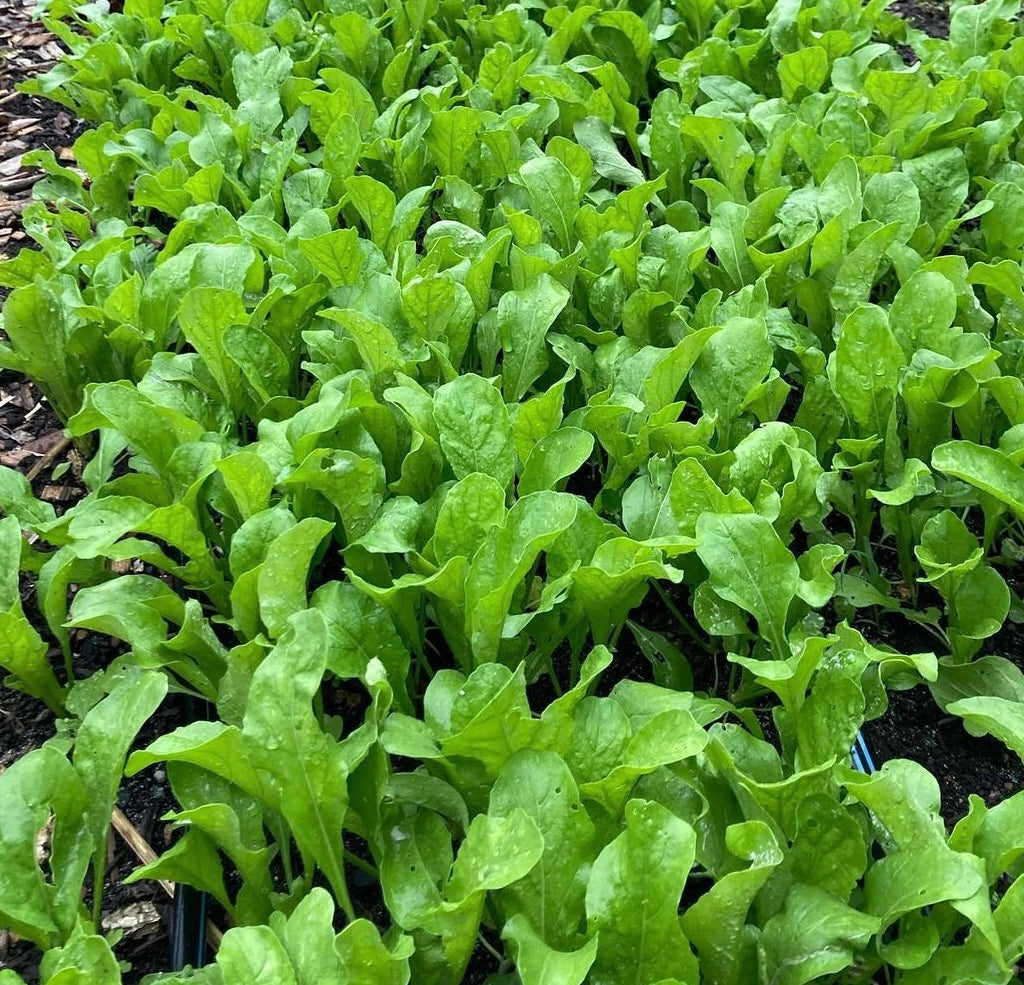 bright green arugula plants with water droplets. 