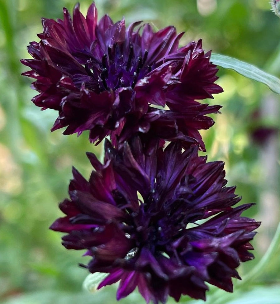 close up of black, dark purple bachelor button flowers