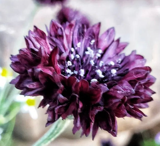 close up of Black bachelor button blooms very deep purple color with green stem