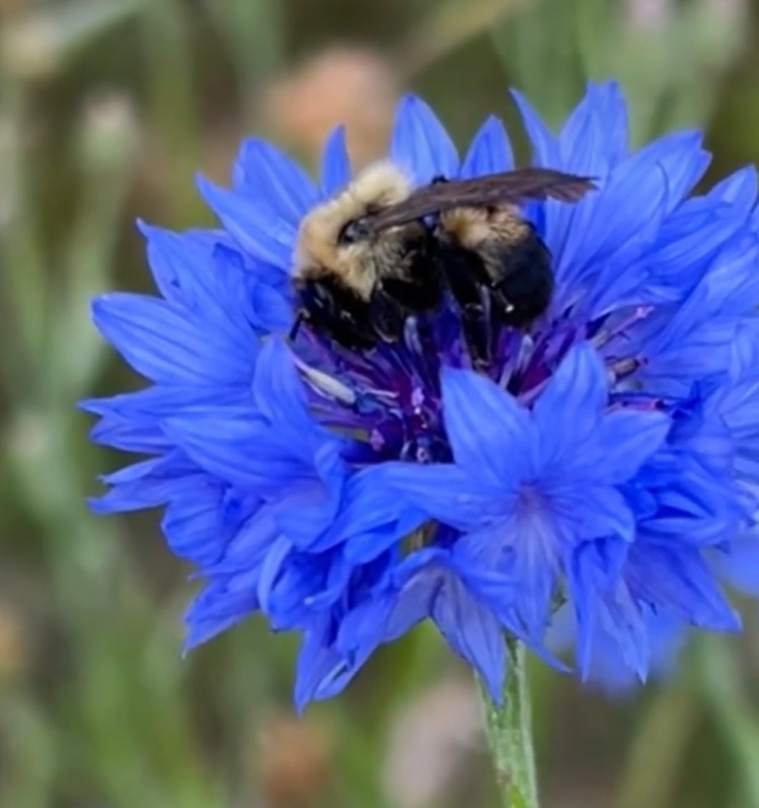 close up of tall blue bachelor button bloom with bee on top and green background