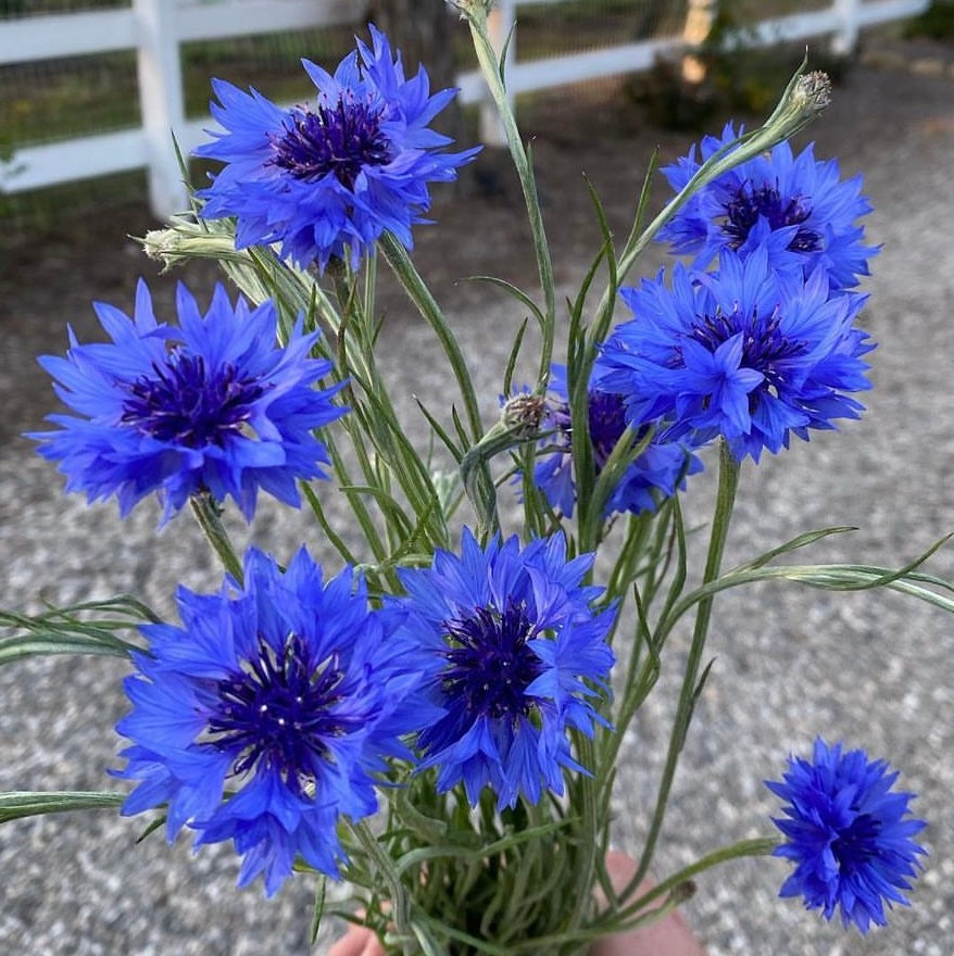 tall blue bachelor button blooms with green stems and white fence