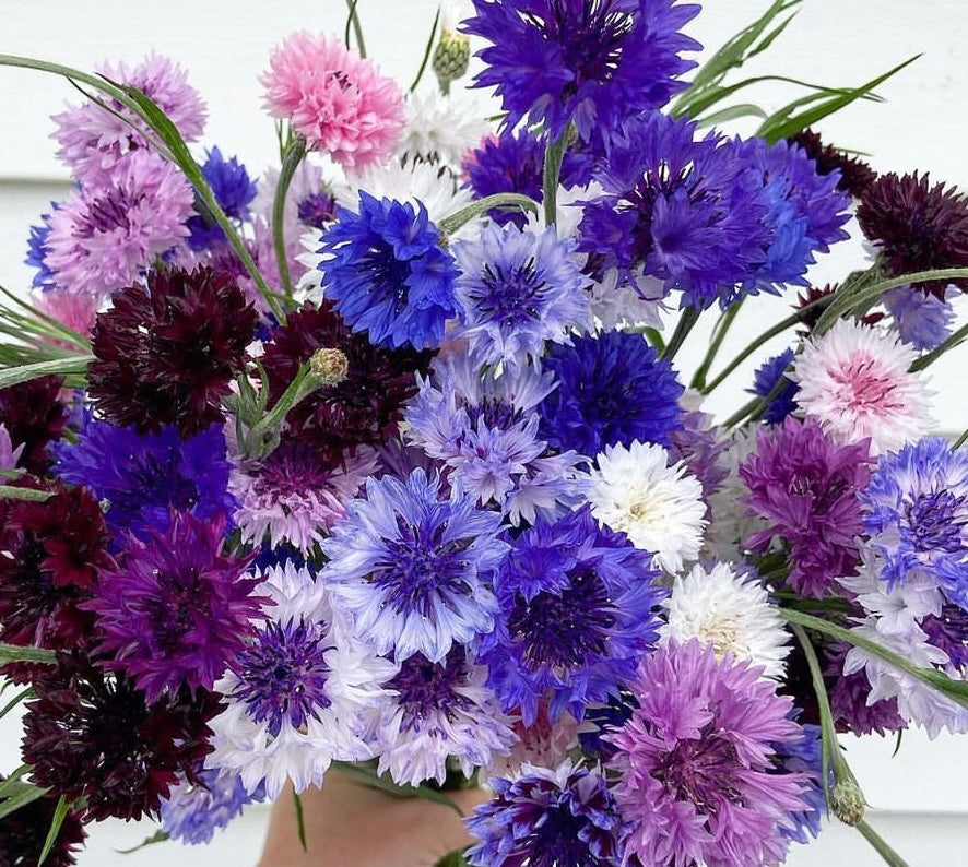 colorful bunch of bachelor button blooms in pink, white, black blue and purple