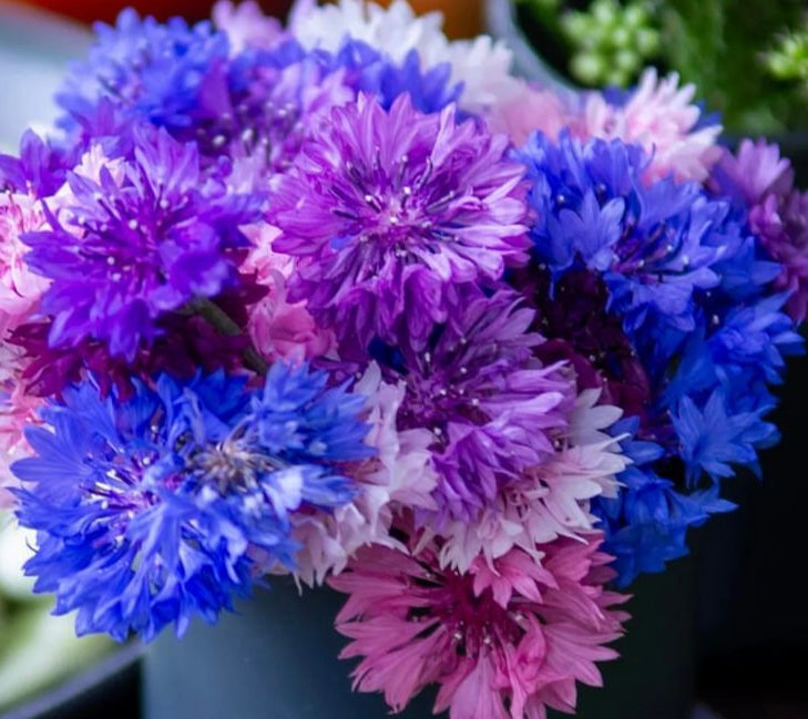 colorful bunch of bachelor button blooms in pink blue and purple