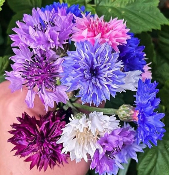 colorful bunch of bachelor button blooms in pink blue and purple