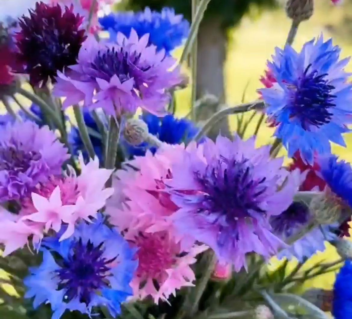 colorful bunch of bachelor button blooms in pink blue and purple