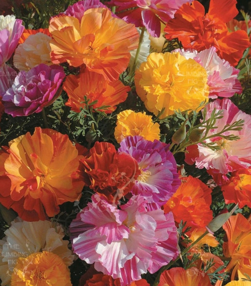 California Poppy - Ballerina Mix Seeds