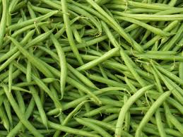 Provider Bush Bean Seeds