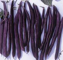 Royal Burgundy Bush Bean