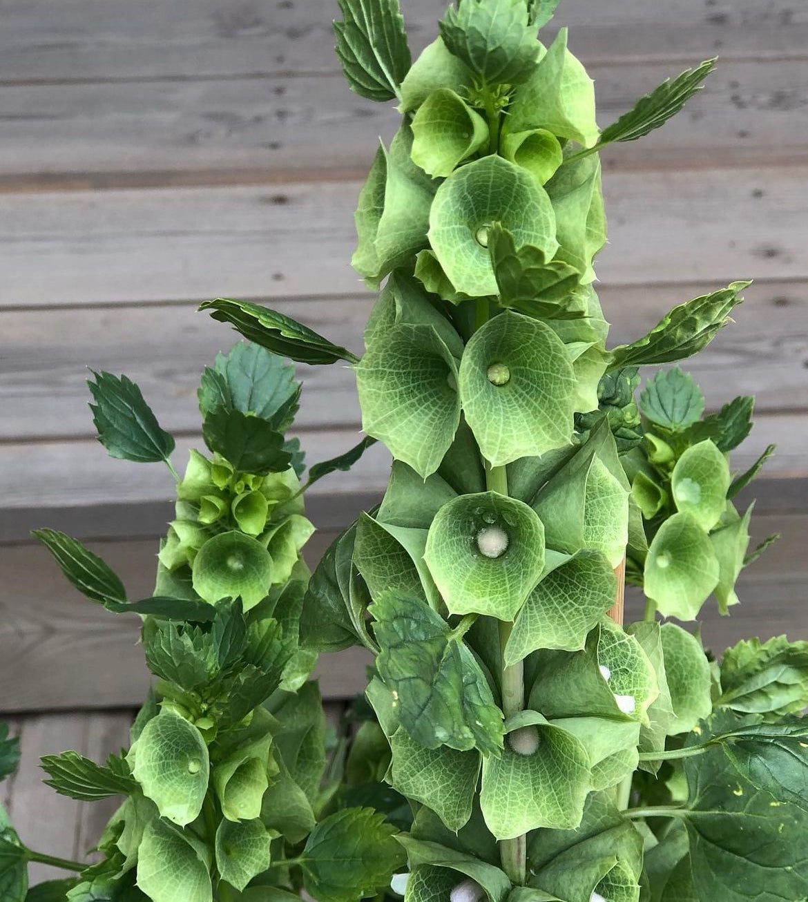 tall spire of bells of ireland blooms in light green with green leaves over a wooden background