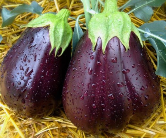 two dark purple black beauty eggplants with green caps sitting on straw