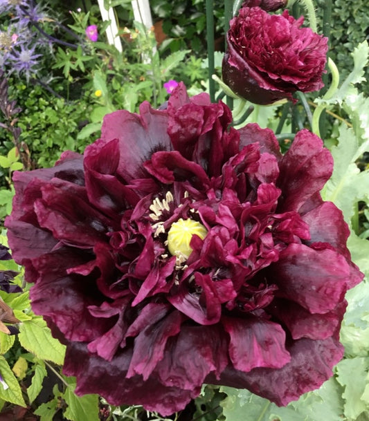 Double Black Peony Poppy