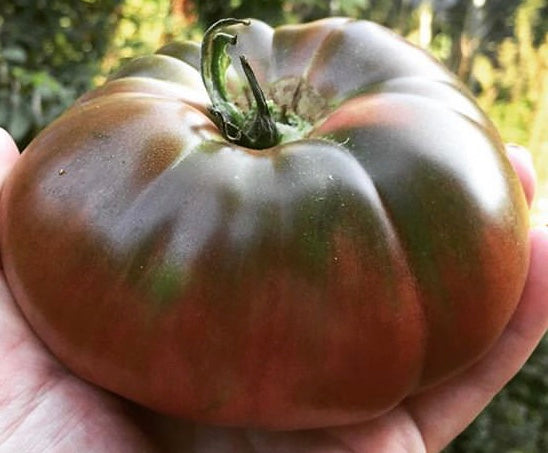 Paul Robeson Beefsteak Tomato Seeds