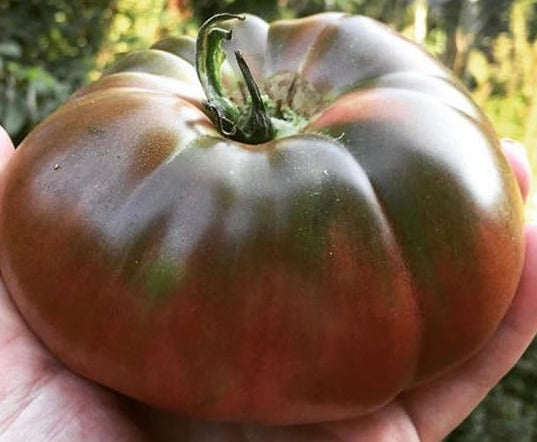 hand holding a big black krim tomato with green stem