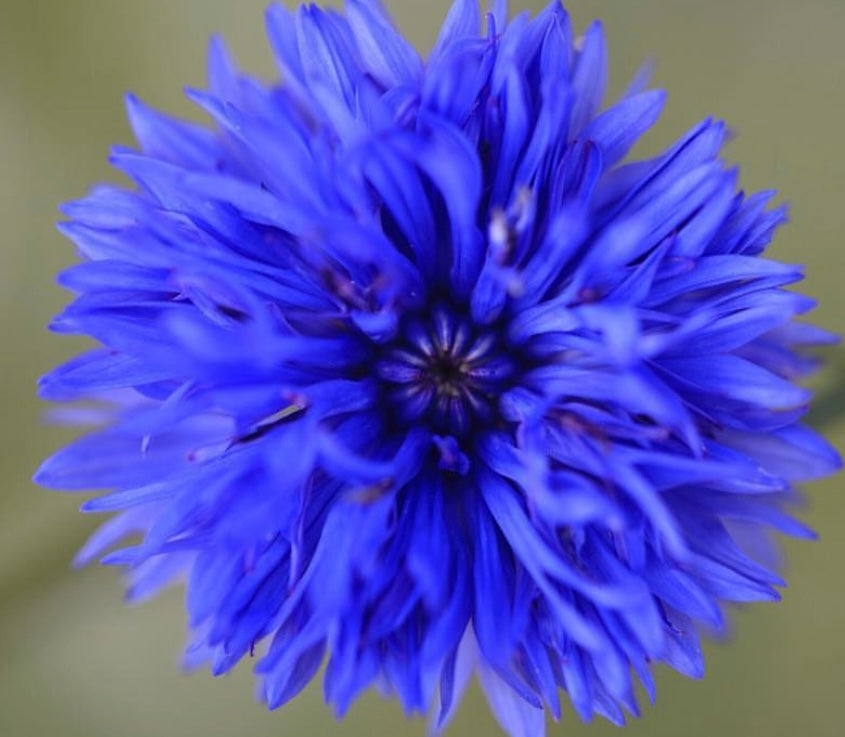 close up of tall blue bachelor button bloom with green background