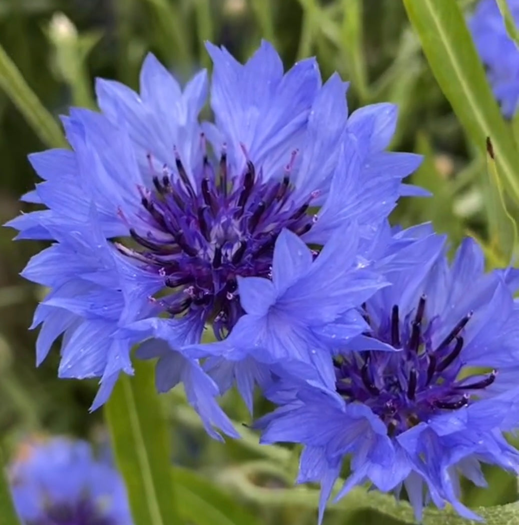 close up of tall blue bachelor button bloom with green leafy background