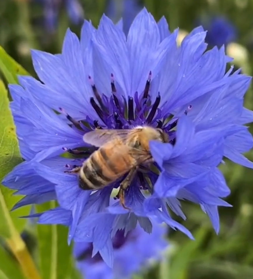 close up of tall blue bachelor button bloom with bee on top and green background