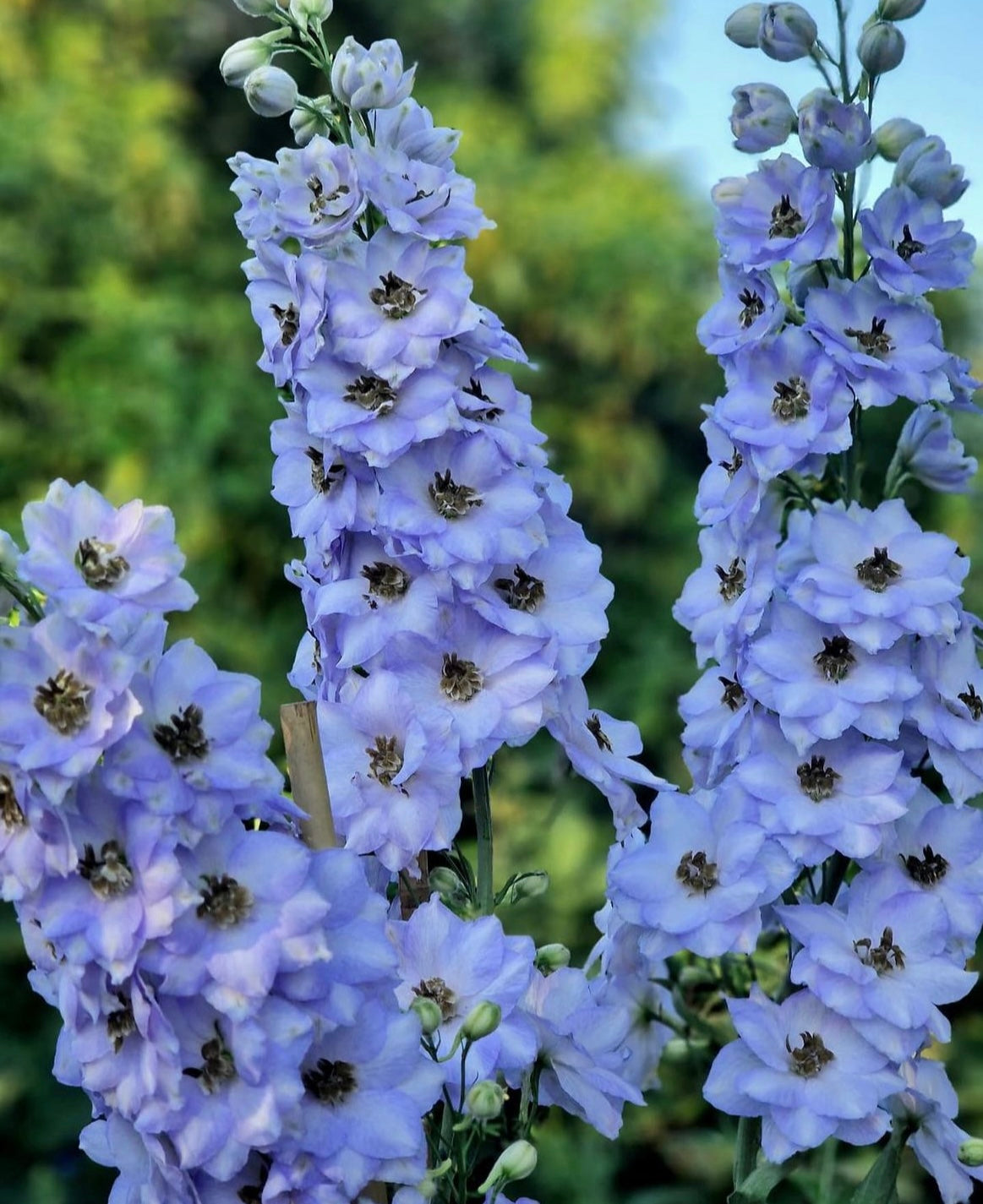 close up of blue bell delphinium blooms with green background