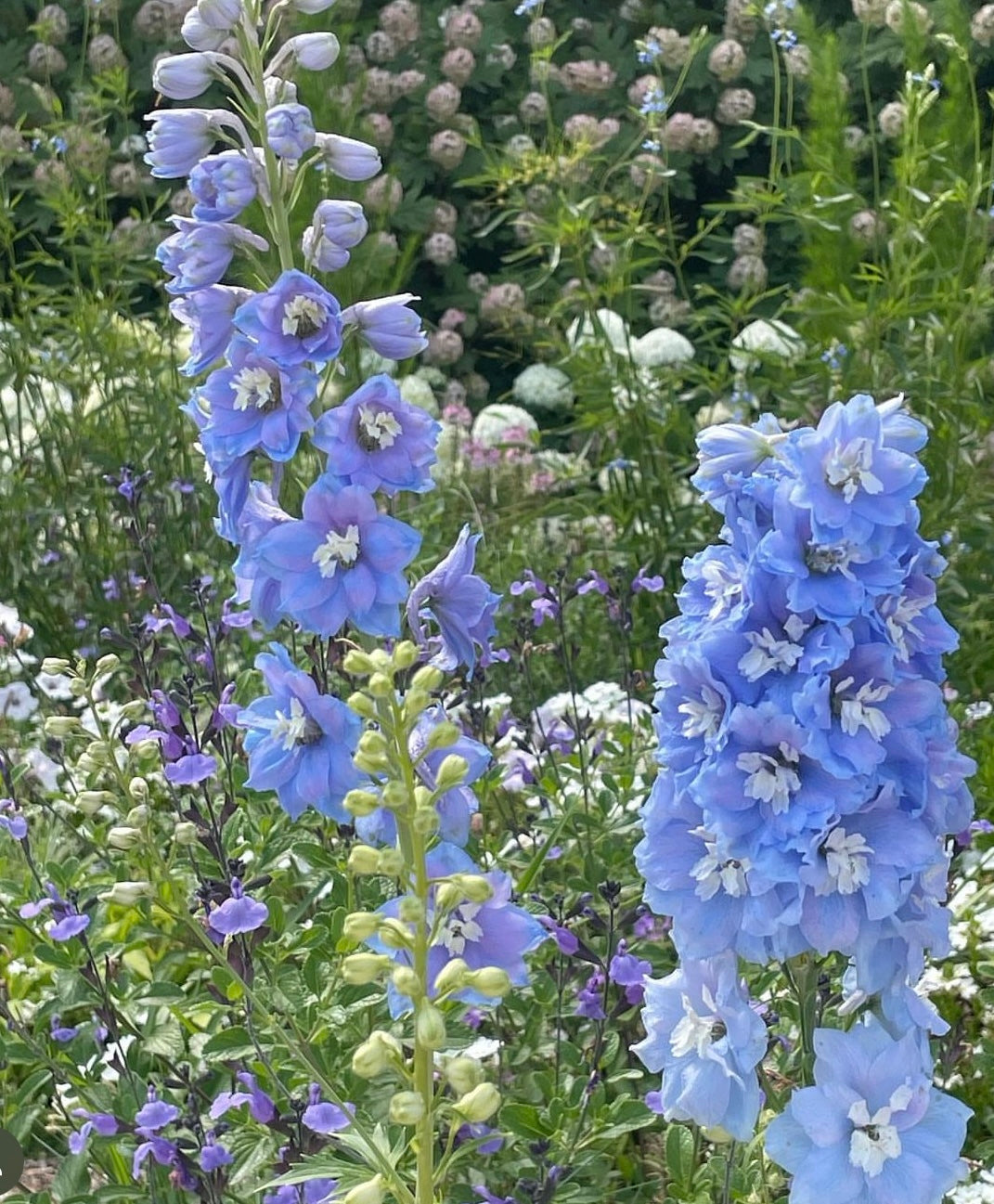 blue bell delphinium flowers in light blue with foliage in background