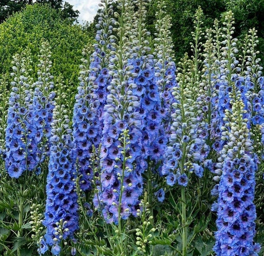 tall spires of blue bell delphinium blooms with green leaves an stems produced from seeds