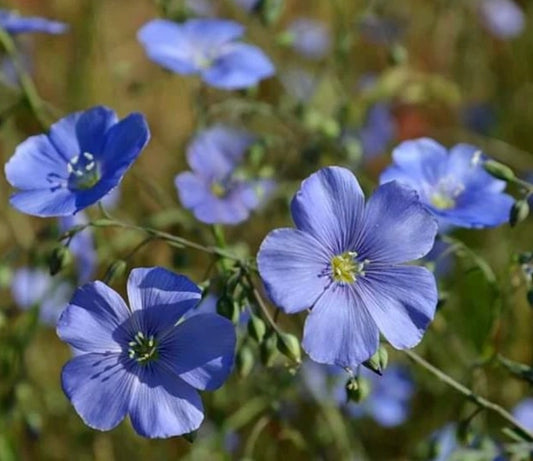 Blue flax flower blooms with green foliage background