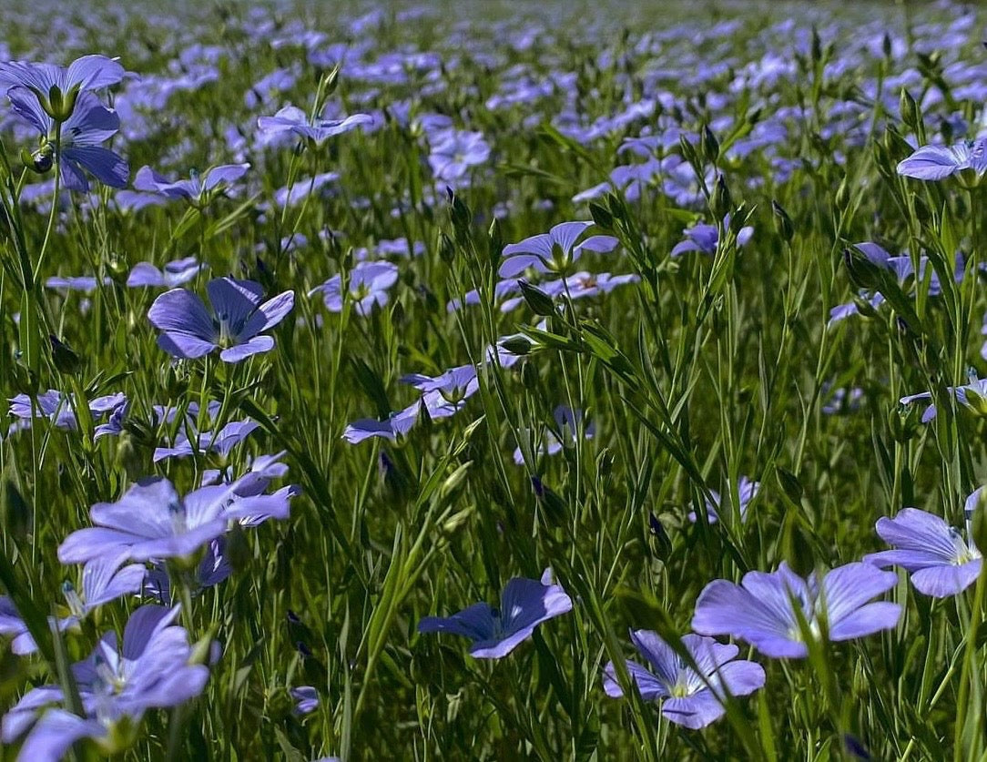 Blue flax flower blooms in a field with green foliage background