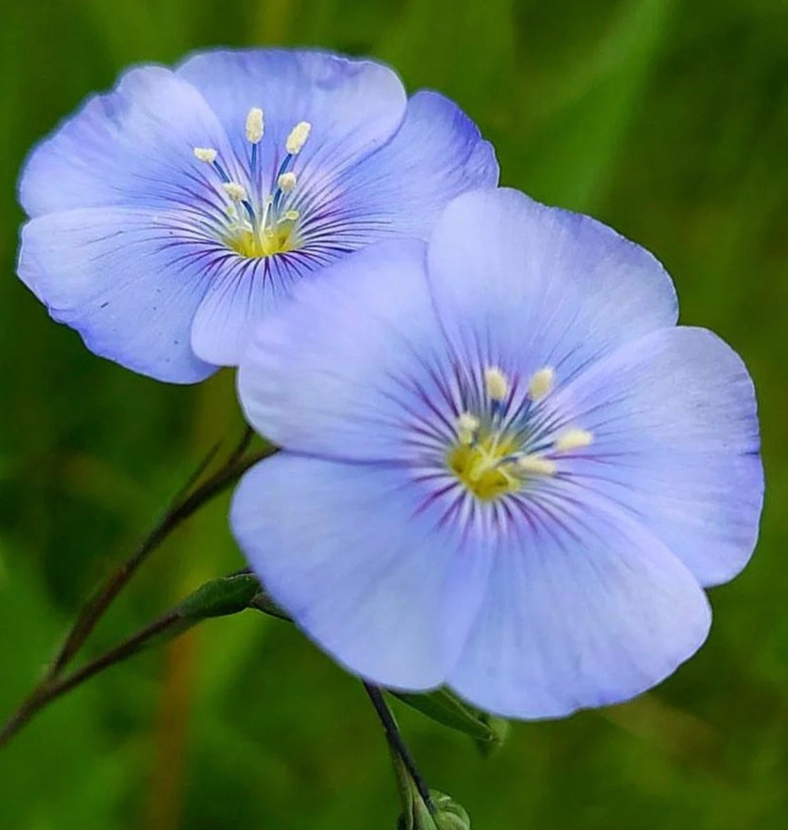 Close up of Blue flax flower blooms with green foliage background