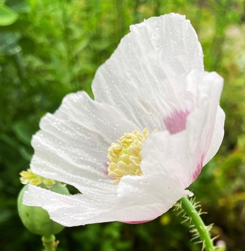 side view of Blue moon poppy flower with white to pale lavender single petaled blooms with purple brushstroke centers