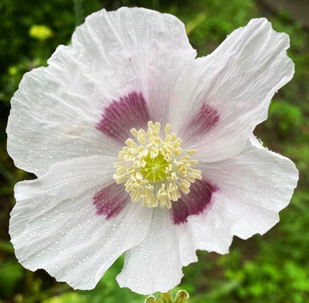 white to pale lavender single petaled blooms with purple brushstroke centers