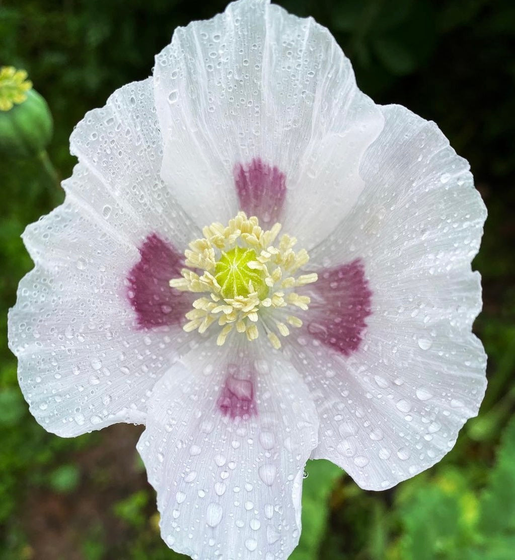 white to pale lavender single petaled blooms with purple brushstroke centers