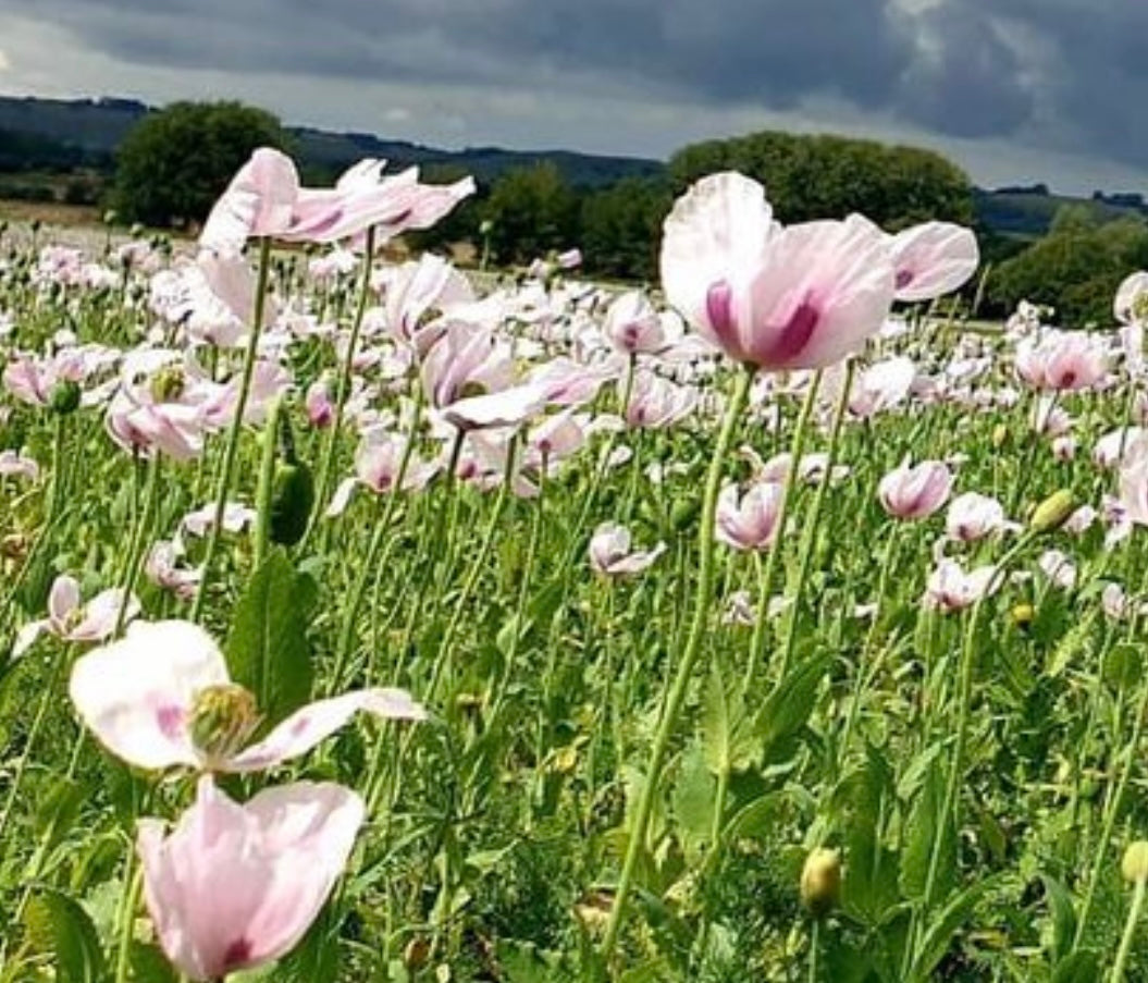 field of blue moon poppy flowers with hills and trees in background.