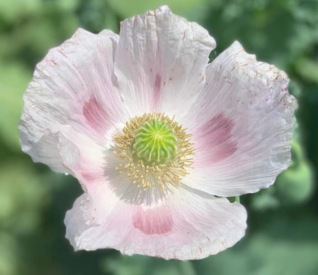 white to pale lavender single petaled blooms with purple brushstroke centers