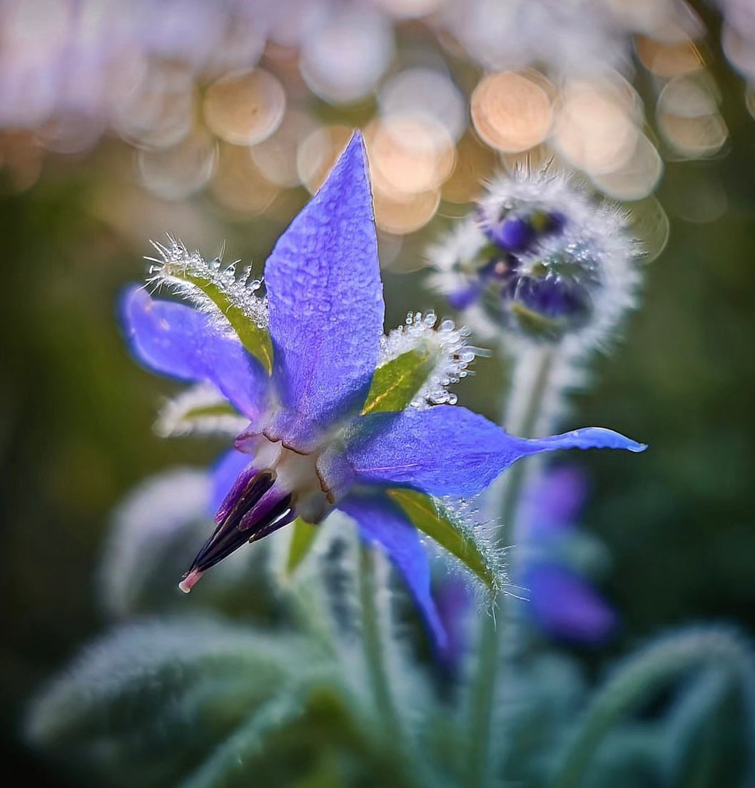 Borage flower with spiky blue flower petals adn green stem adn leaves