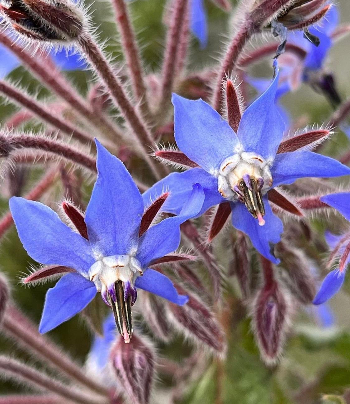 Blue Borage flowers with red stems