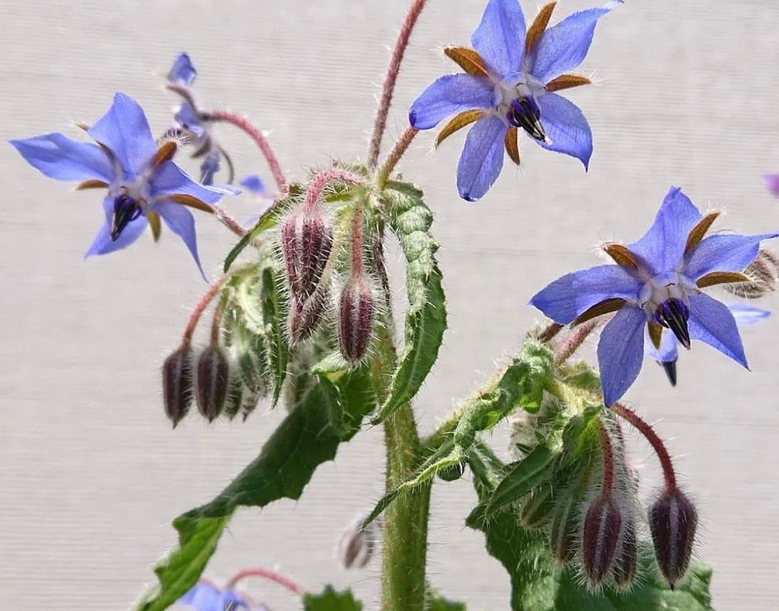 blue borage blooms with red and green stems