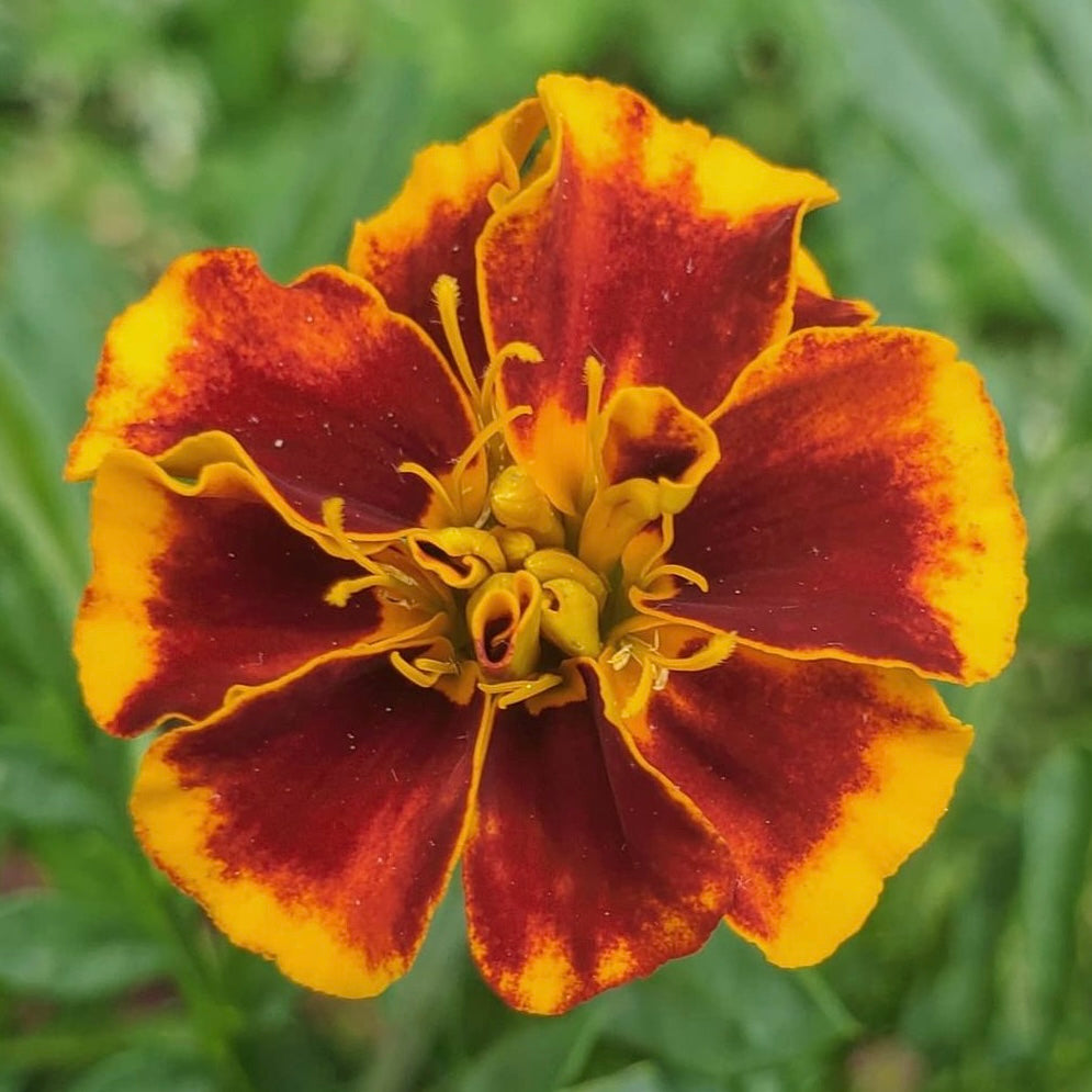 Close up of Brocade Mix Marigold flower with red and yellow petals with green background