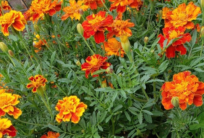 group of Brocade Mix Marigold flowers with green leaves and stems