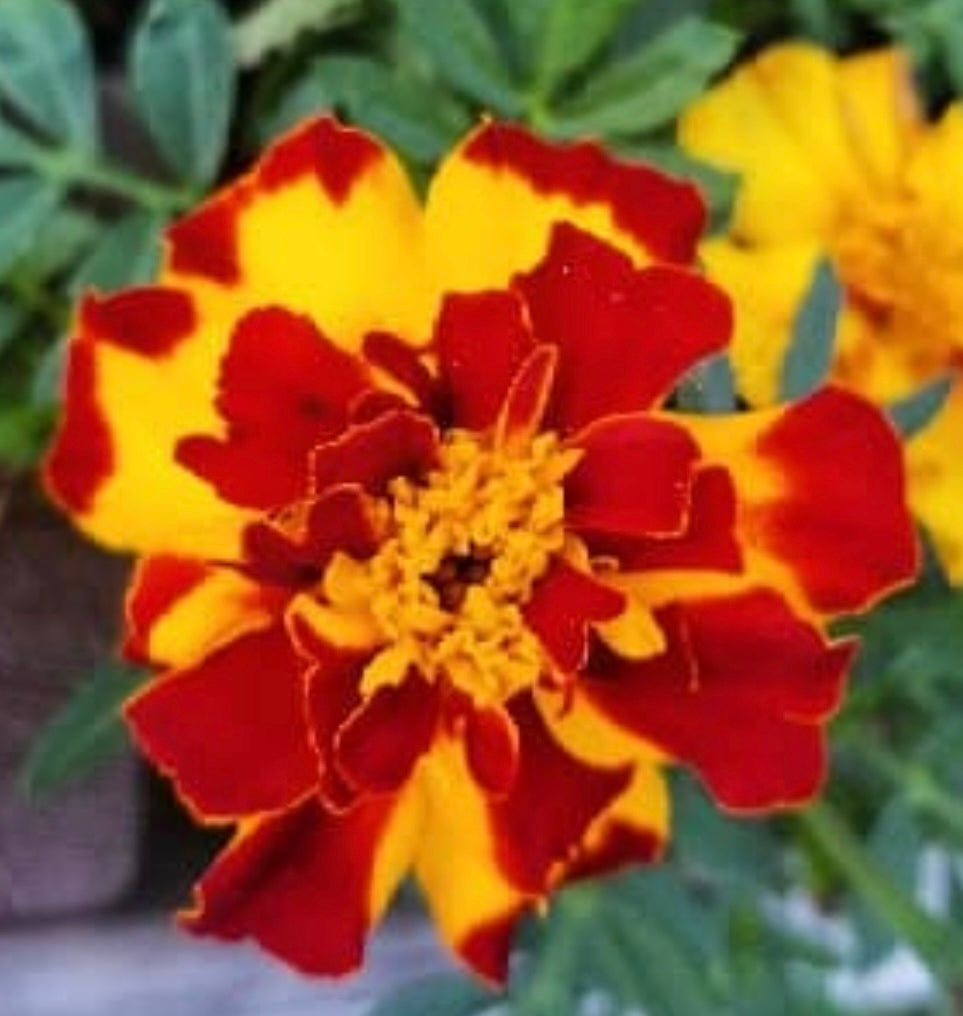 close up of Brocade Mix Marigold flower.  green foliage background