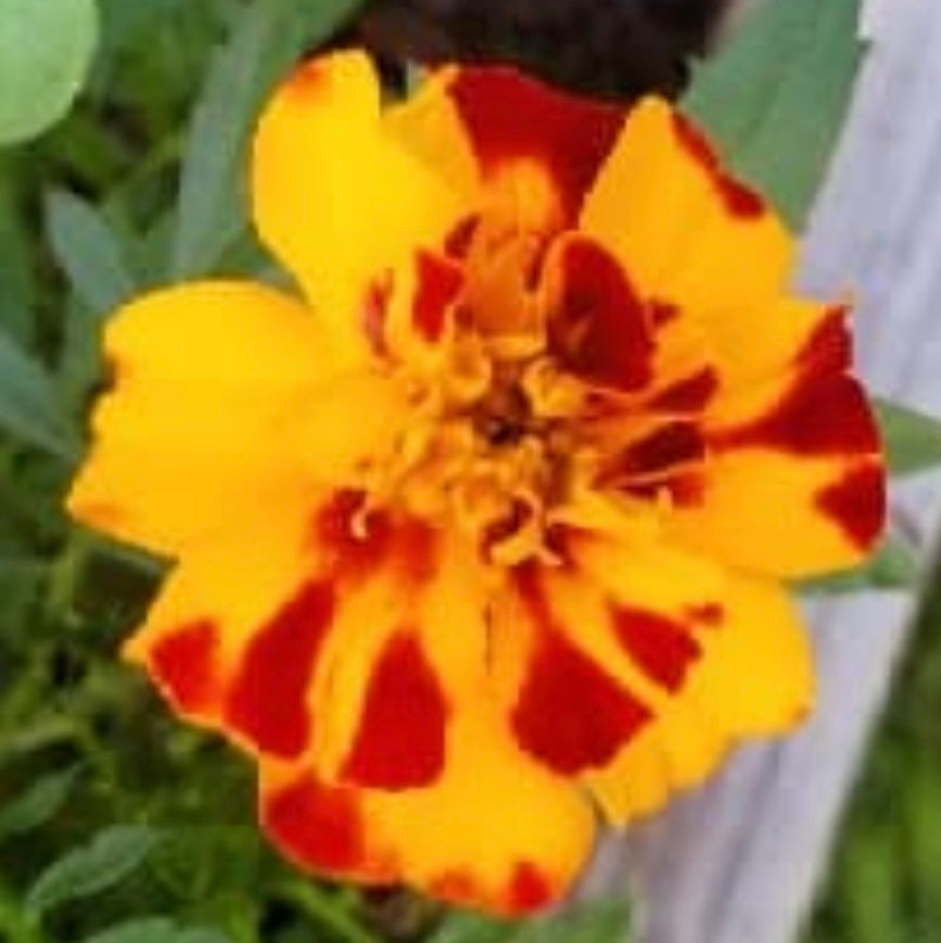 close up of Brocade Mix Marigold with red and yellow petals