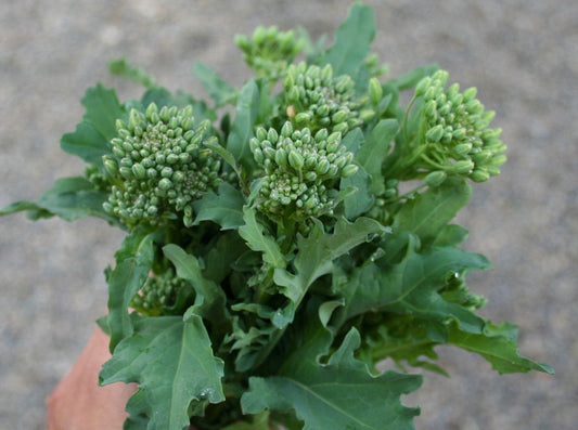 Spring Rabe Broccoli