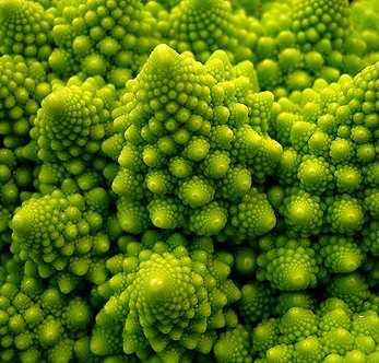 Romanesco Broccoli